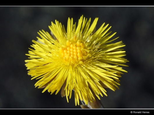 Blumenfotos - gelbe Blumen - Huflattich
